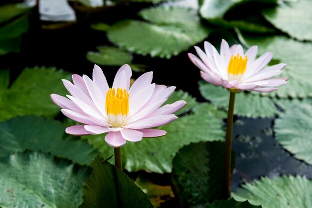 Brotes de loto amarillos y rosados y florecen maravillosamente