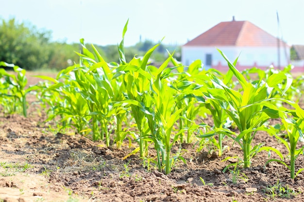 Brotes de maíz joven en el jardín