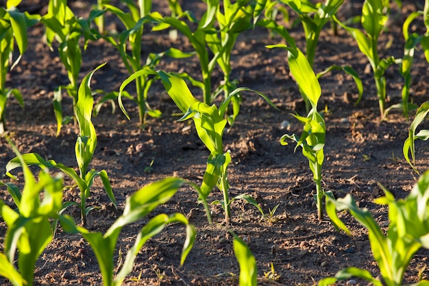 Brotes del maíz verde que crecen en un campo agrícola. el sol brilla detrás de los brotes