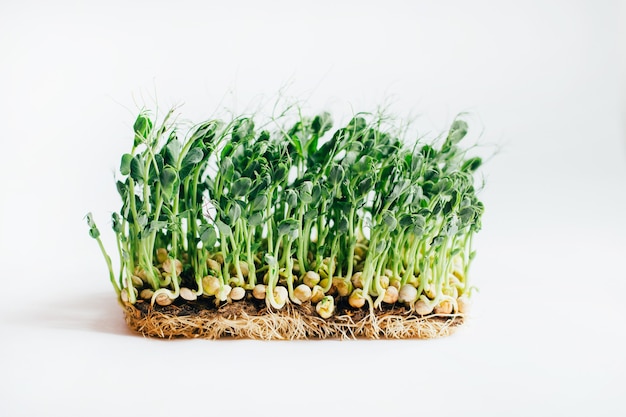 Brotes de microgreens aislados en blanco