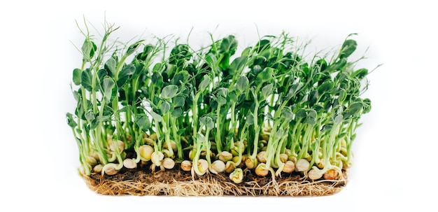 Brotes de microgreens aislados en blanco