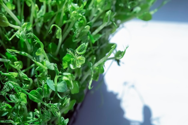 Brotes de microvegetales aislados sobre fondo blanco Brotes de verduras de micro girasol vegano Cultivo de semillas de girasol germinadas microgreens banner de diseño mínimo de primer plano