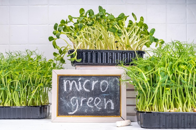 Brotes microverdes en cajas de plástico