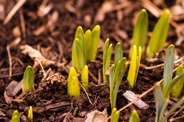 Brotes de narcisos rompiendo la tierra de primavera.