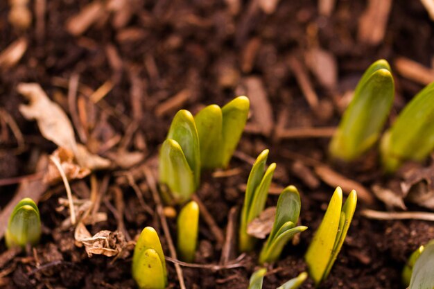 Brotes de narcisos rompiendo la tierra de primavera.