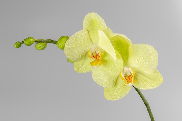 Brotes de orquídea amarilla sobre un fondo gris