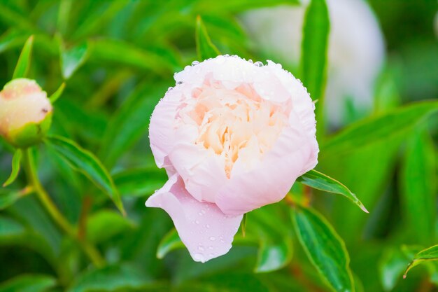 Foto brotes peonías rosas en flor