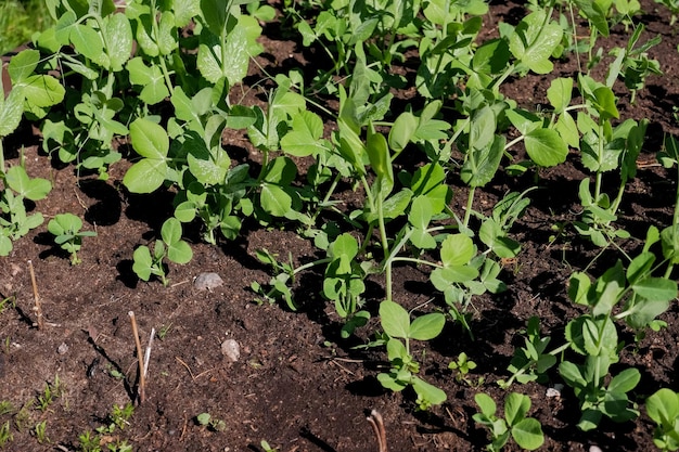 Brotes de plantas de guisantes jóvenes crecen en hileras en un campo Foco selectivo Delicados brotes verdes de guisantes jóvenes crecen en hileras en un campo bajo el sol de la mañana