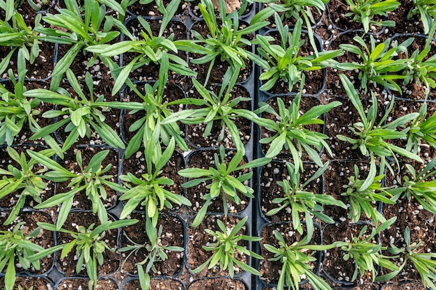 Brotes de plantas herbáceas que crecen en el invernadero.