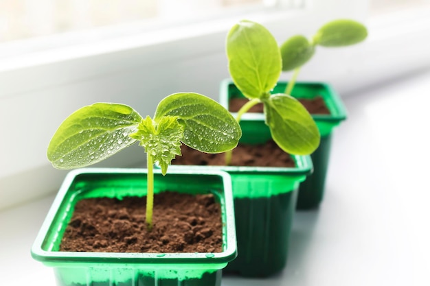 Los brotes de plantas de jardinería doméstica en vasos de jardín están en el alféizar de la ventana