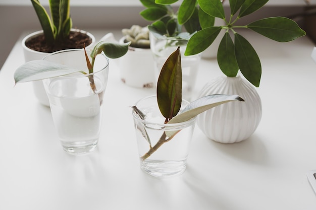 Brotes de plantas jóvenes de interior en un vaso de agua.