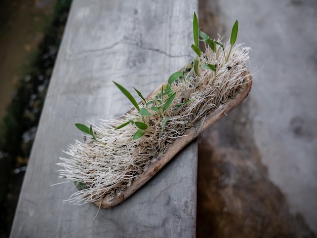 Brotes de plantas que crecen en matorrales que no se han utilizado durante mucho tiempo.