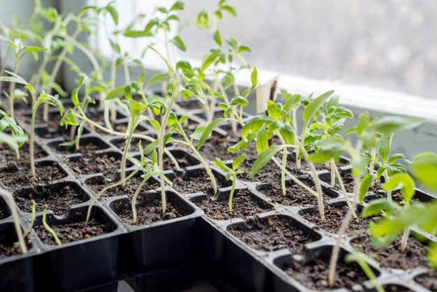 Brotes de plántulas jóvenes en el invernadero