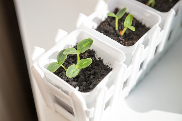 brotes de plántulas de pepino en el recipiente listo para plantar.