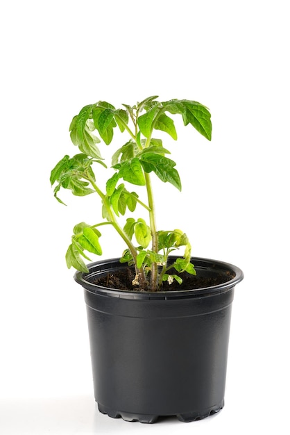 Brotes de plántulas de tomate verde en bote negro aislado sobre fondo blanco concepto de primavera para jardinería