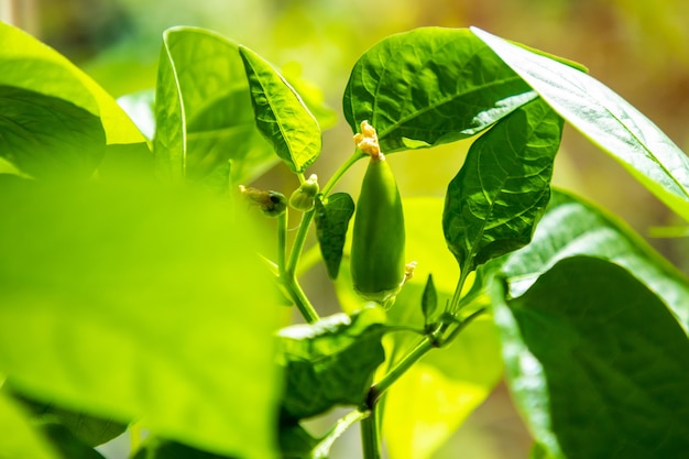 Brotes de plántulas verdes jóvenes en bandeja de plántulas cerca de la ventana. Plantar semillas que crecen en macetas pequeñas en la primavera. Plantación de hortalizas en casa