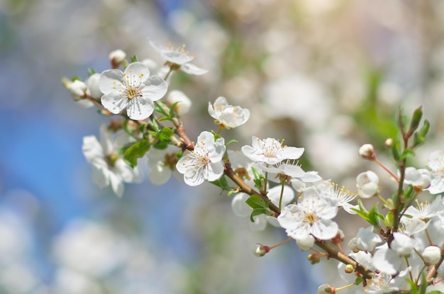 Brotes de primavera en el árbol