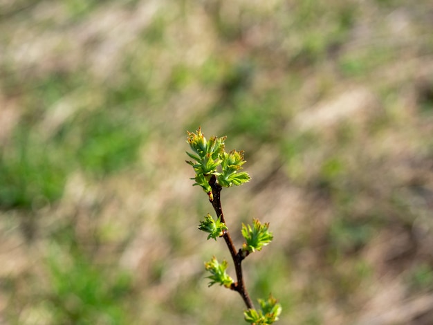 Brotes de primavera verde en un primer plano de la rama. Fondo borroso, enfoque selectivo