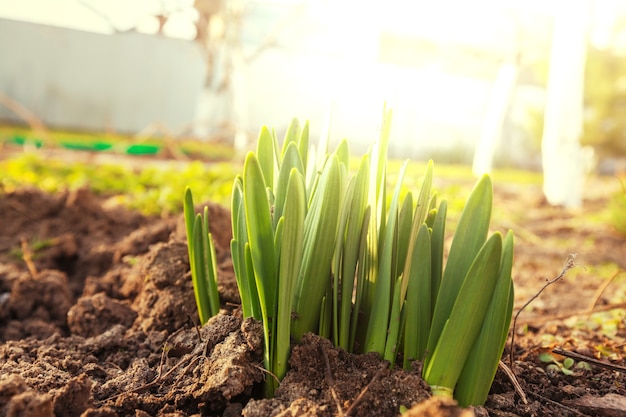 Brotes de primavera