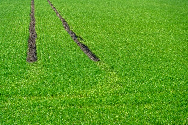 Brotes primaverales jóvenes de vegetación y trigo en la plantación Un lugar ecológicamente limpio para el cultivo de cereales Huellas de ruedas de tractor en un campo verde