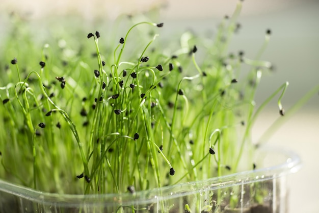 Brotes de puerros frescos microvegetales en un recipiente de plástico Germinación de semillas en casa Plantación de superalimentos en casa en la ventana Cultivo de puerros Concepto de alimentos veganos y saludables Enfoque selectivo