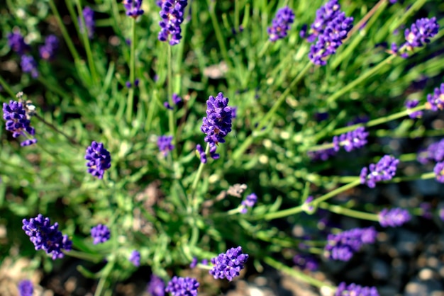 Brotes púrpuras, fragantes y florecientes de las flores de la lavanda en un día soleado.