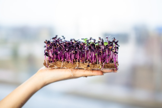 Brotes de rábano microverdes en la mano. Semillas de rábano germinadas, Micro-verdes. Los brotes crecen. El concepto de comida vegana, vida ecológica y alimentación saludable. Alimentos orgánicos.