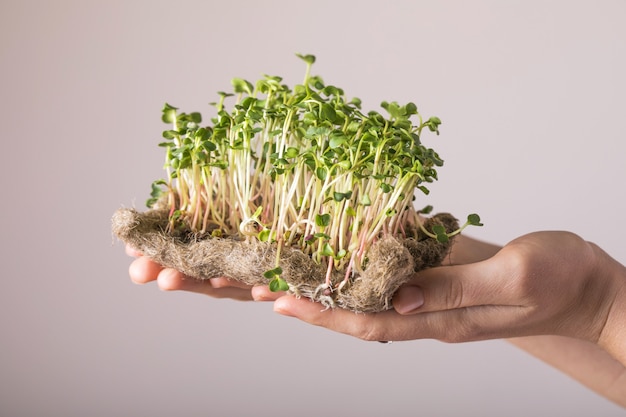 Brotes de rábano microverdes en manos femeninas. Concepto de alimentación saludable y vegana.