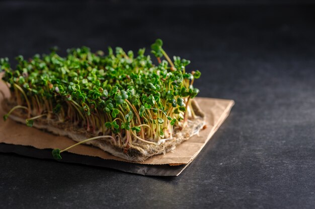 Brotes de rábano rojo microgreen cultivados en una alfombra de lino en casa