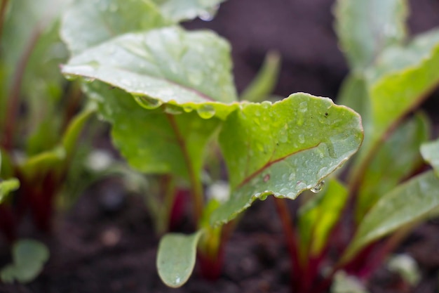 Brotes de remolacha roja lechos de verduras