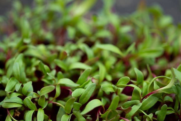 Brotes de remolacha vegetal, micro, microgeen