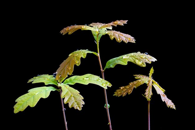 Los brotes de roble