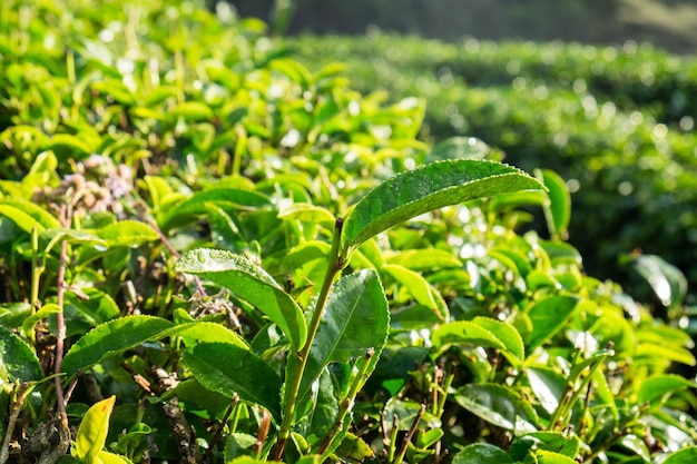 Brotes de rocío de hojas de té en la granja