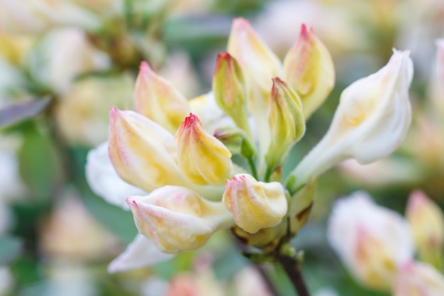 Brotes de rododendro (azalea) de color púrpura en el jardín de primavera