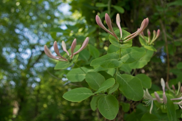 Foto brotes rosados de madreselva lonicera caprifolium con los dedos hacia arriba en los tallos