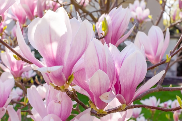 Brotes rosados de magnolia floreciente en una rama