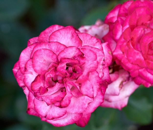 Brotes de rosas rosadas en flor en el jardín, vista superior