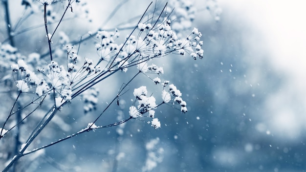 Brotes secos de hierba cubiertos de nieve