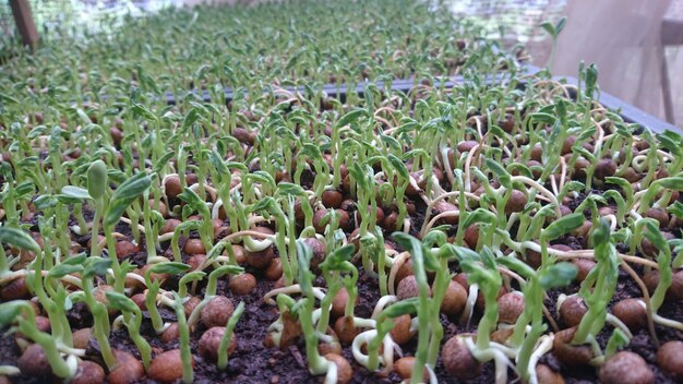 los brotes de semillas están listos para ser plantados en el jardín