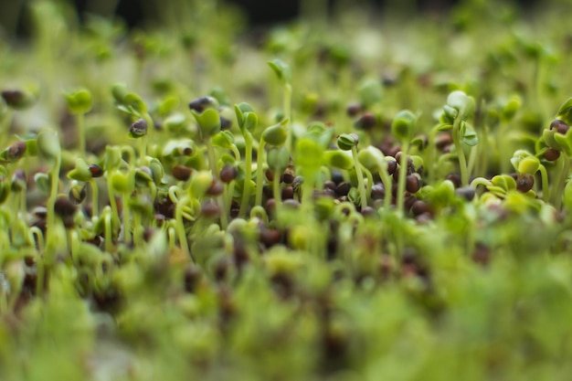 Brotes de semillas microverdes de brócoli