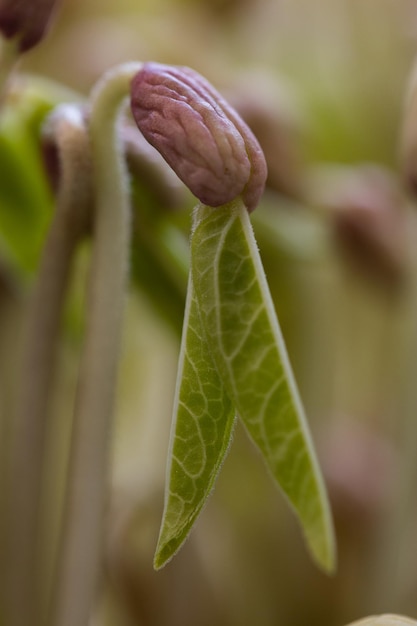 Brotes de soja de cosecha propia en cultivo hidropónico