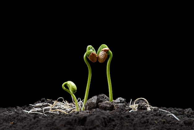 Brotes de soja. Nuevo concepto de vida. Las plántulas verdes aparecen del suelo en primavera. De cerca. Fondo negro