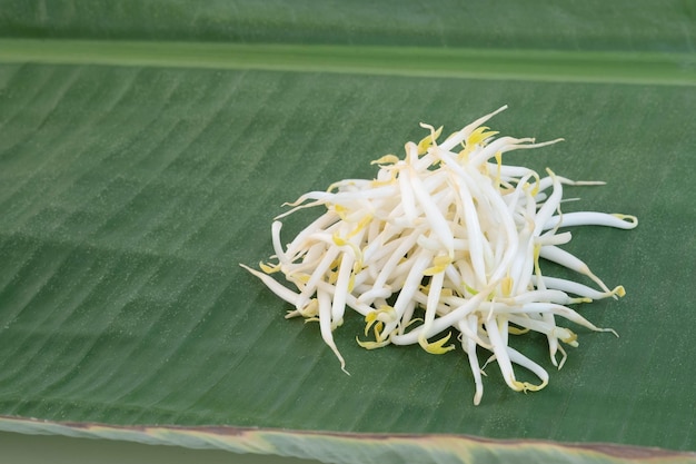 Brotes de soja sobre un fondo de hoja de plátano