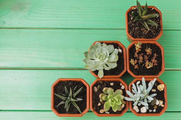 Brotes suculentos en la vista superior de la superficie de madera desgastada verde