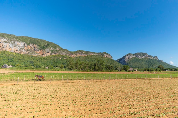 Brotes de tabaco jóvenes en un campo contra el fondo de las montañas Hermoso paisaje rural Atmósfera de país de cosecha