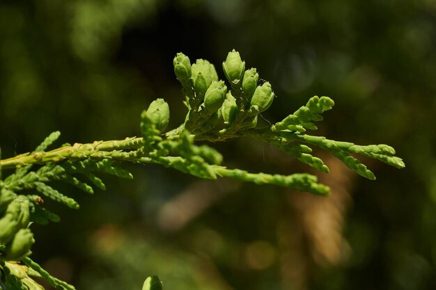 Brotes de Thuja Young