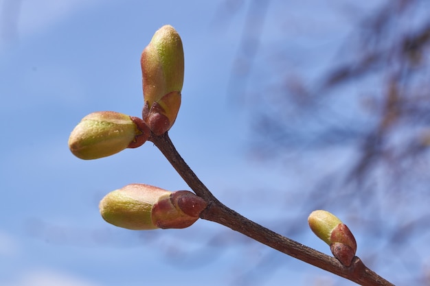 Los brotes de tilo florecen en una rama