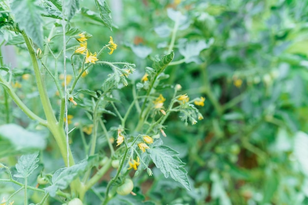 Brotes de tomate cherry verde fresco y racimos de flores en la planta en un huerto orgánico exqui