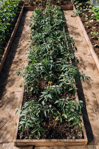 Foto brotes de tomate en invernadero, plántulas de tomate en invernadero para plantar,