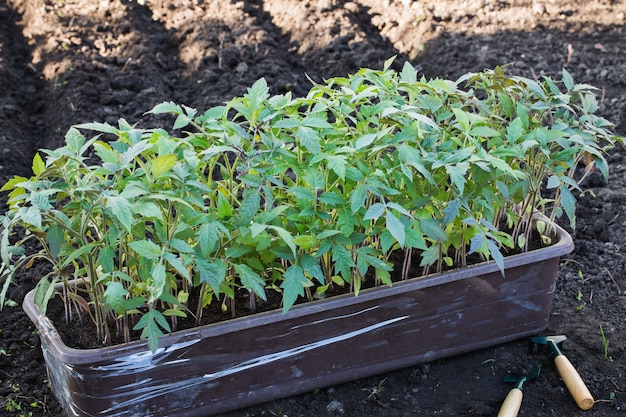 Brotes de tomate en recipiente de plástico antes de plantar